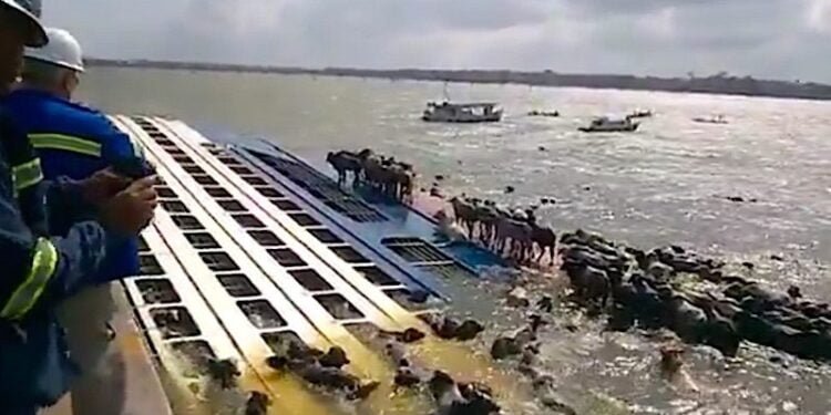 Thousands of Cattle May Have Died After Livestock Carrier Capsizes Pierside in Brazil