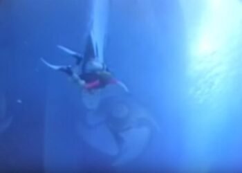 Divers Nearly Caught In Cruise Ship Propeller -VIDEO
