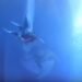 Divers Nearly Caught In Cruise Ship Propeller -VIDEO