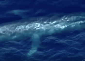 Blue Whale Spotted Tangled in Fishing Line Off California May Now Be in Mexico