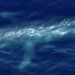 Blue Whale Spotted Tangled in Fishing Line Off California May Now Be in Mexico