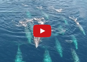 Watch: Spectacular Drone Footage of Gray Whale Superpod