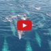 Watch: Spectacular Drone Footage of Gray Whale Superpod