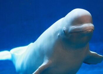 TransCanada Scraps Quebec Oil Export Terminal Over Whale Danger