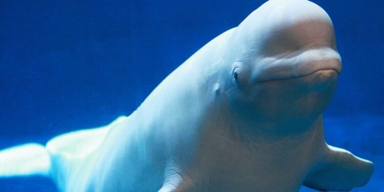 TransCanada Scraps Quebec Oil Export Terminal Over Whale Danger